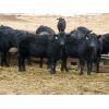 Image 2 : S & S Cattle Company - 850# Replacement Heifers - 25 Head (Benito, MB)