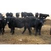 Image 5 : S & S Cattle Company - 850# Replacement Heifers - 25 Head (Benito, MB)
