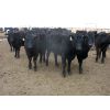 Image 6 : S & S Cattle Company - 850# Replacement Heifers - 25 Head (Benito, MB)