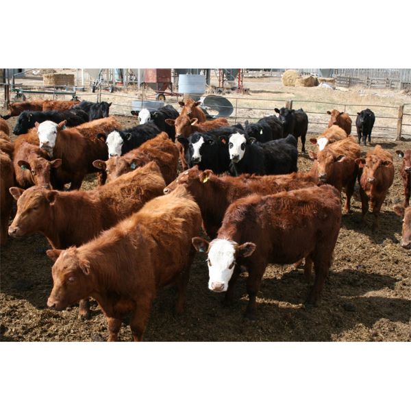 Klaas Brobbel - 715# Steers - 84 Head (Fort Macleod, AB)