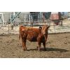 Image 3 : Klaas Brobbel - 715# Steers - 84 Head (Fort Macleod, AB)