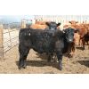 Image 4 : Klaas Brobbel - 715# Steers - 84 Head (Fort Macleod, AB)