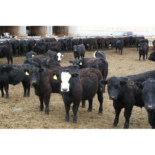 Van Driel Farms  - 600# Steers - 248 Head (Fort Macleod, AB)