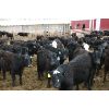 Image 2 : Van Driel Farms  - 600# Steers - 248 Head (Fort Macleod, AB)