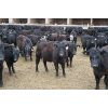 Image 3 : Van Driel Farms  - 600# Steers - 248 Head (Fort Macleod, AB)