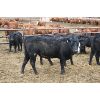 Image 5 : Van Driel Farms  - 600# Steers - 248 Head (Fort Macleod, AB)