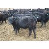 Image 6 : Van Driel Farms  - 600# Steers - 248 Head (Fort Macleod, AB)