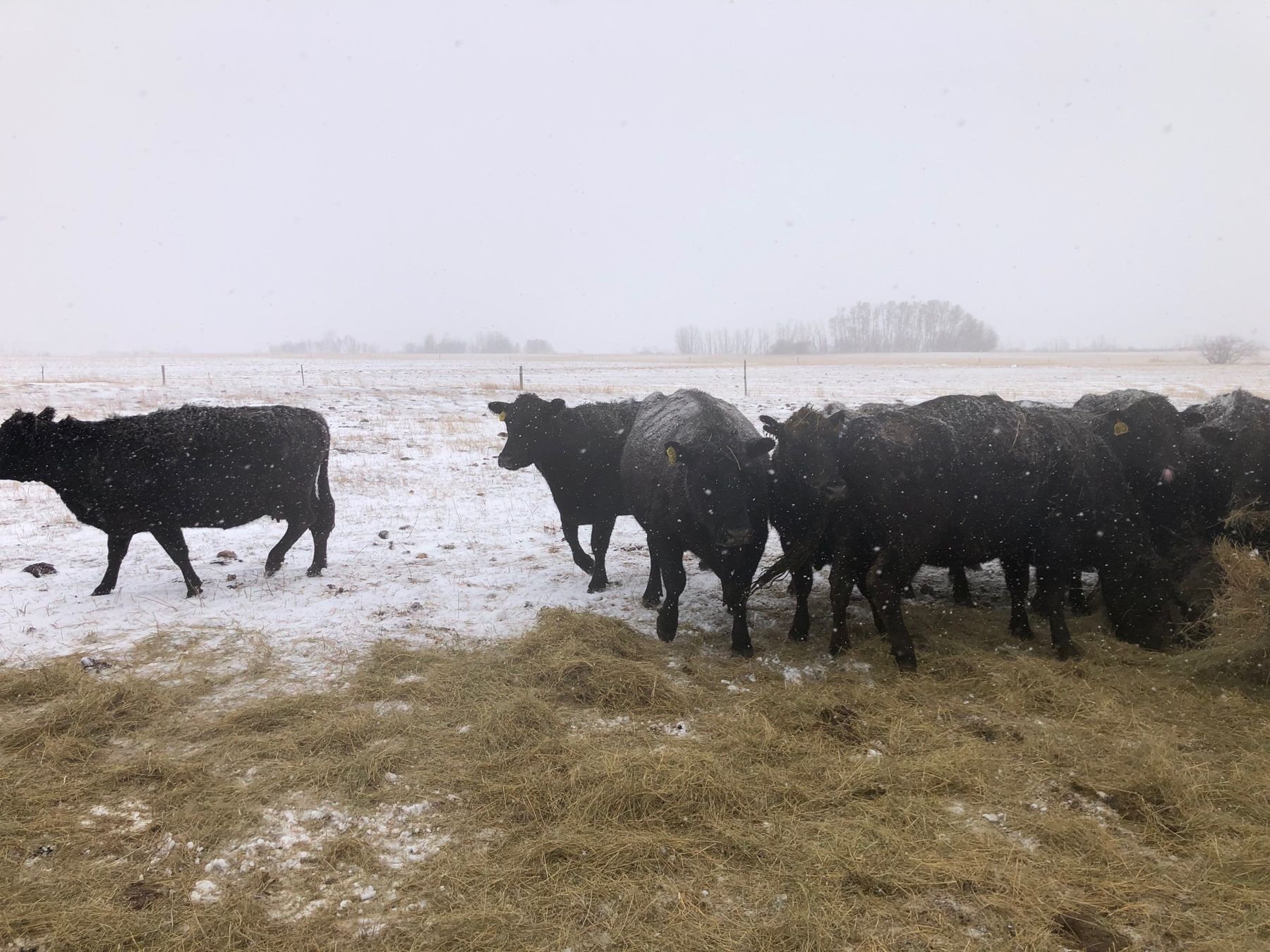 Hagan Land & Livestock Ltd. Black Bred Cows 20 Head (Virden, MB