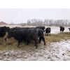 Image 6 : Hagan Land & Livestock Ltd. - Black Bred Cows - 20 Head (Virden, MB)