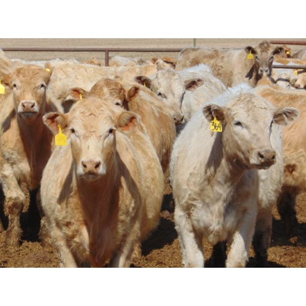 JG Larson Livestock (V-V) - 960# Steers - 130 Head (Jenner, AB)