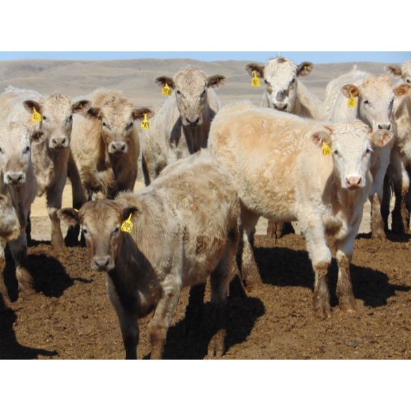 JG Larson Livestock (V-V) - 825# Steers - 130 Head (Jenner, AB)