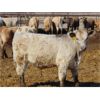 Image 7 : JG Larson Livestock (V-V) - 825# Steers - 130 Head (Jenner, AB)