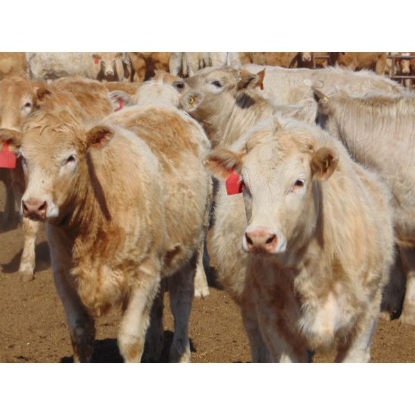 JG Larson Livestock (V-V) - 920# Heifers - 138 Head (Jenner, AB)