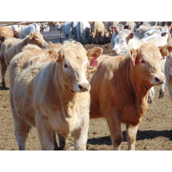 JG Larson Livestock (V-V) - 780# Heifers - 160 Head (Jenner, AB)