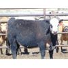 Image 10 : JG Larson Livestock (V-V) - 800# Heifers - 57 Head (Jenner, AB)