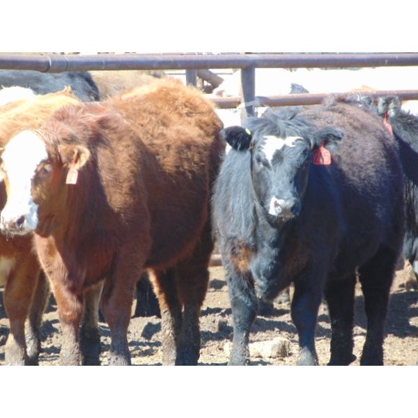 JG Larson Livestock (V-V) - 800# Heifers - 57 Head (Jenner, AB)