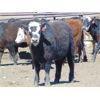 Image 2 : JG Larson Livestock (V-V) - 800# Heifers - 57 Head (Jenner, AB)