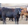 Image 3 : JG Larson Livestock (V-V) - 800# Heifers - 57 Head (Jenner, AB)