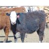 Image 6 : JG Larson Livestock (V-V) - 800# Heifers - 57 Head (Jenner, AB)