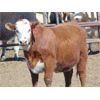 Image 7 : JG Larson Livestock (V-V) - 800# Heifers - 57 Head (Jenner, AB)