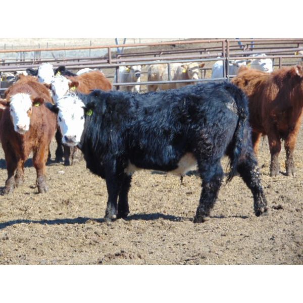 JG Larson Livestock (V-V) - 880# Steers - 62 Head (Jenner, AB)