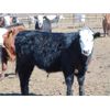 Image 2 : JG Larson Livestock (V-V) - 880# Steers - 62 Head (Jenner, AB)