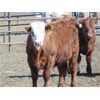 Image 7 : JG Larson Livestock (V-V) - 880# Steers - 62 Head (Jenner, AB)