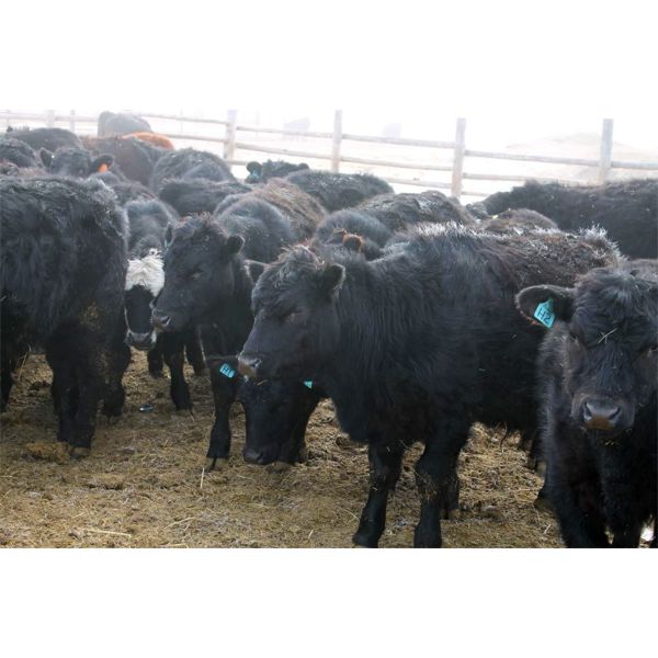 Dallas & Janelle Kappeller - 750# Steers - 80 Head (Beechy, SK)