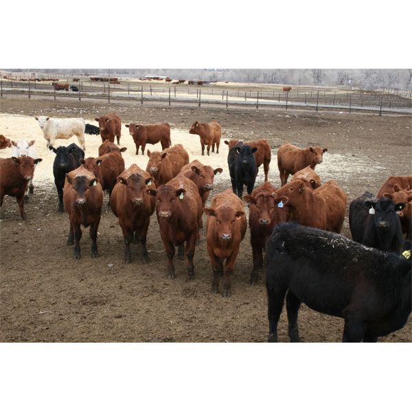 Darcy Barfuss - 750# Steers - 170 Head (Cardston, AB)