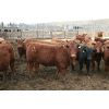 Image 6 : Darcy Barfuss - 750# Steers - 170 Head (Cardston, AB)