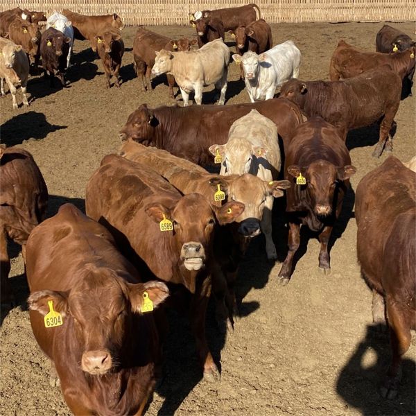 Keith Krauss - 935# Heifers - 205 Head (Taber, AB)