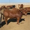 Image 2 : Keith Krauss - 935# Heifers - 205 Head (Taber, AB)