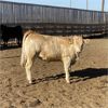 Image 4 : Keith Krauss - 935# Heifers - 205 Head (Taber, AB)