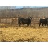 Image 2 : Athabasca Colony Farming Co. - 1030# Steers - 115 Head (Athabasca, AB)