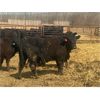 Image 3 : Athabasca Colony Farming Co. - 1030# Steers - 115 Head (Athabasca, AB)