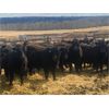 Image 4 : Athabasca Colony Farming Co. - 1030# Steers - 115 Head (Athabasca, AB)