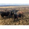 Image 5 : Athabasca Colony Farming Co. - 1030# Steers - 115 Head (Athabasca, AB)