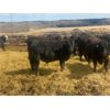 Image 6 : Athabasca Colony Farming Co. - 1030# Steers - 115 Head (Athabasca, AB)
