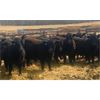 Image 7 : Athabasca Colony Farming Co. - 1030# Steers - 115 Head (Athabasca, AB)