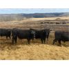 Image 2 : Athabasca Colony Farming Co. - 910# Steers - 65 Head (Athabasca, AB)