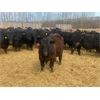 Image 3 : Athabasca Colony Farming Co. - 910# Steers - 65 Head (Athabasca, AB)