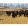 Image 4 : Athabasca Colony Farming Co. - 910# Steers - 65 Head (Athabasca, AB)
