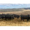 Image 5 : Athabasca Colony Farming Co. - 910# Steers - 65 Head (Athabasca, AB)