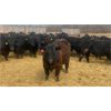 Image 7 : Athabasca Colony Farming Co. - 910# Steers - 65 Head (Athabasca, AB)