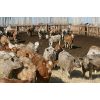 Image 3 : Van Driel Farms - 600# Heifers - 105 Head (Fort Macleod, AB)
