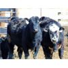 Image 2 : Leon Torkelson - 760# Heifers - 85 Head (Millicent, AB)