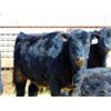Image 4 : Leon Torkelson - 760# Heifers - 85 Head (Millicent, AB)