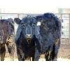 Image 5 : Leon Torkelson - 760# Heifers - 85 Head (Millicent, AB)