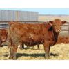 Image 2 : Leon Torkelson - 730# Steers - 70 Head (Millicent, AB)