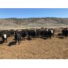 Image 3 : Blue Goose Cattle Co. - 540# Heifers - 220 Head (Ashcroft, BC)